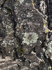 Flavopunctelia soredica