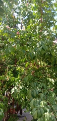Averrhoa carambola