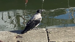 Corvus cornix