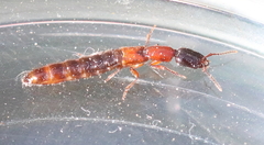 Xantholinus