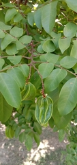 Averrhoa carambola