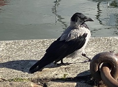 Corvus cornix