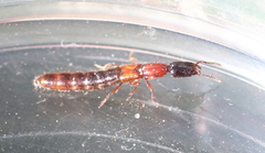 Xantholinus