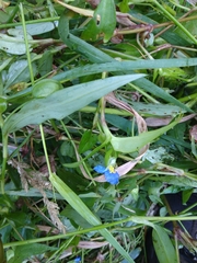 Commelina