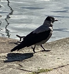 Corvus cornix