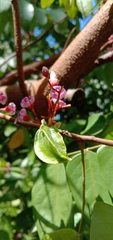 Averrhoa carambola