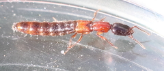 Xantholinus