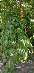 Averrhoa carambola