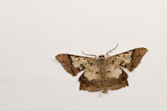 Krananda semihyalina