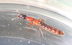 Xantholinus