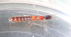 Xantholinus