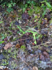 Desmodium paniculatum