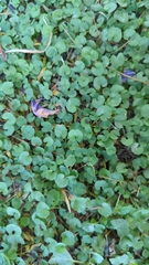 Hydrocotyle verticillata