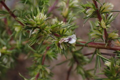 Muraltia ericifolia