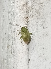 Taylorilygus apicalis