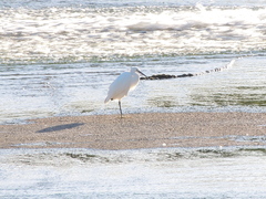 Egretta garzetta