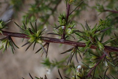 Muraltia ericifolia
