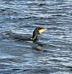 Phalacrocorax carbo