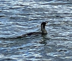 Phalacrocorax carbo