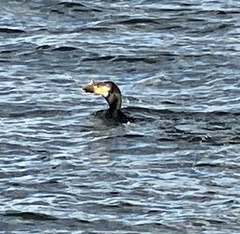 Phalacrocorax carbo