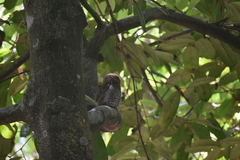 Glaucidium radiatum