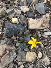 Packera hyperborealis