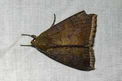 Achaea