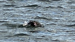 Phalacrocorax carbo