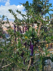 Dunalia brachyacantha