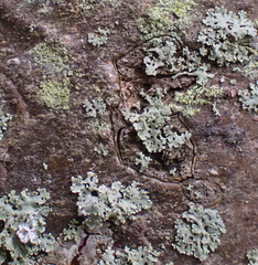 Physcia millegrana