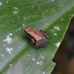 Anura