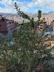 Dunalia brachyacantha