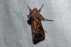 Chrysodeixis