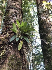 Bulbophyllum insulsoides