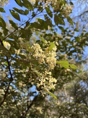 Pomaderris intermedia