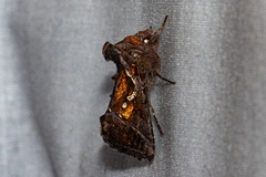 Chrysodeixis