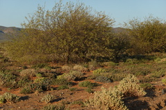 Atriplex lindleyi inflata