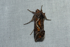 Chrysodeixis