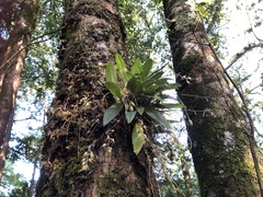Bulbophyllum insulsoides