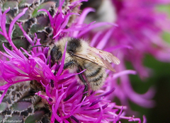 Bombus veteranus