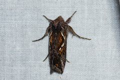 Chrysodeixis