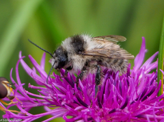 Bombus veteranus