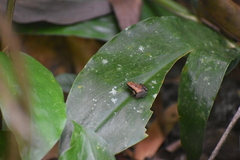 Anura