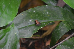 Anura