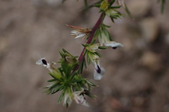 Muraltia ericifolia