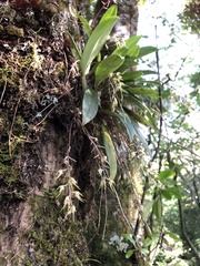 Bulbophyllum insulsoides