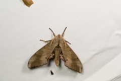 Marumba sperchius sperchius