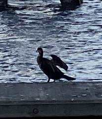 Phalacrocorax carbo