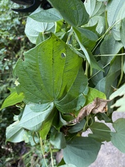 Dioscorea