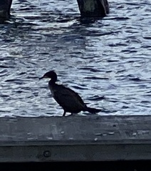 Phalacrocorax carbo